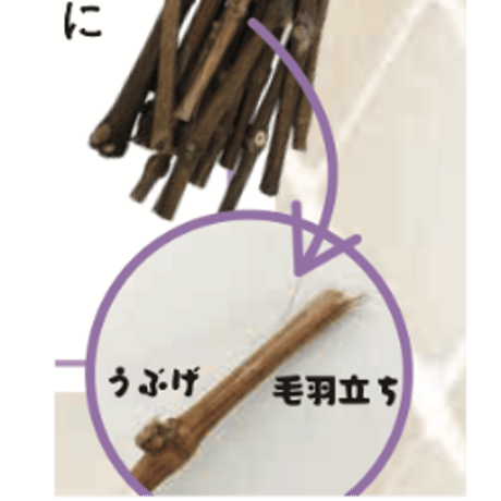 【在庫限り/販売終了】《KAWAI》ぶどうバー （13本）