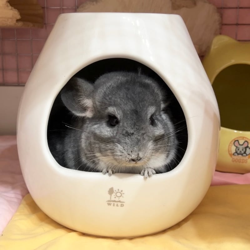 大人気！砂あびツボ！》サンコー ポットハウス（L） | Royal