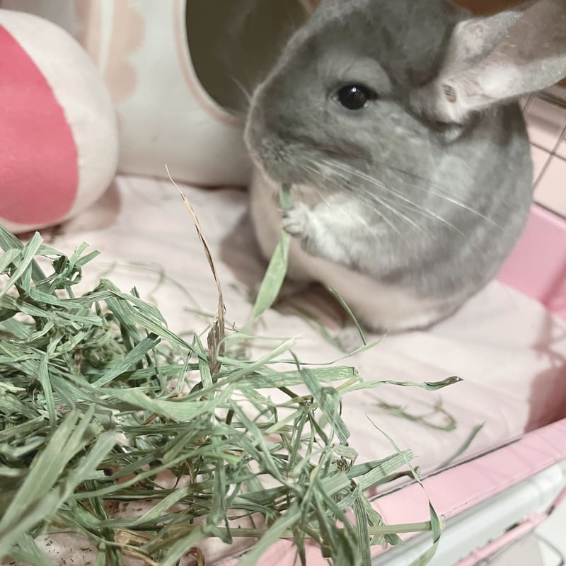 SMALL PET SELECT＞プレミアムウルトラソフトチモシー 10g（お試し