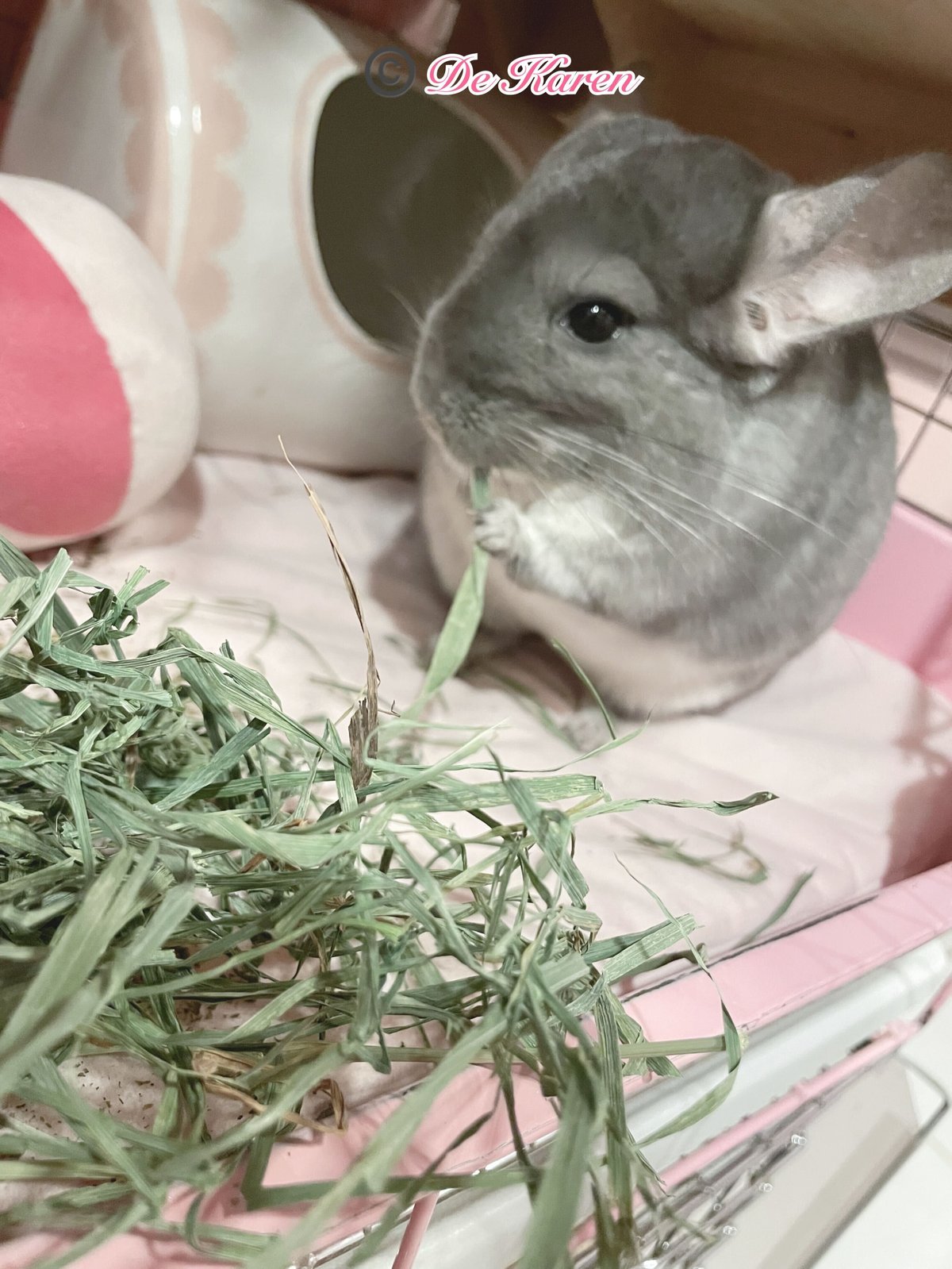 SMALL PET SELECT＞プレミアムウルトラソフトチモシー 10g（お試し