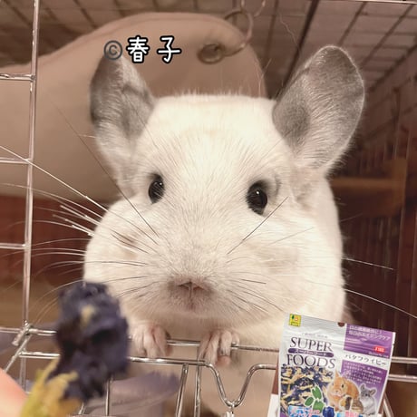 サンコー  スーパーフード「バタフライピー」