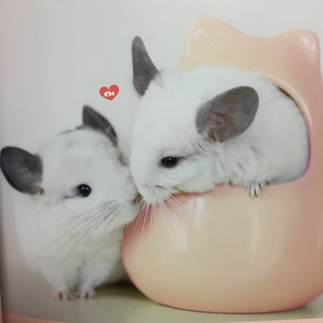 【若き春馬のデビュー作/チンチラ写真集】『ふわっとチンチラ』
