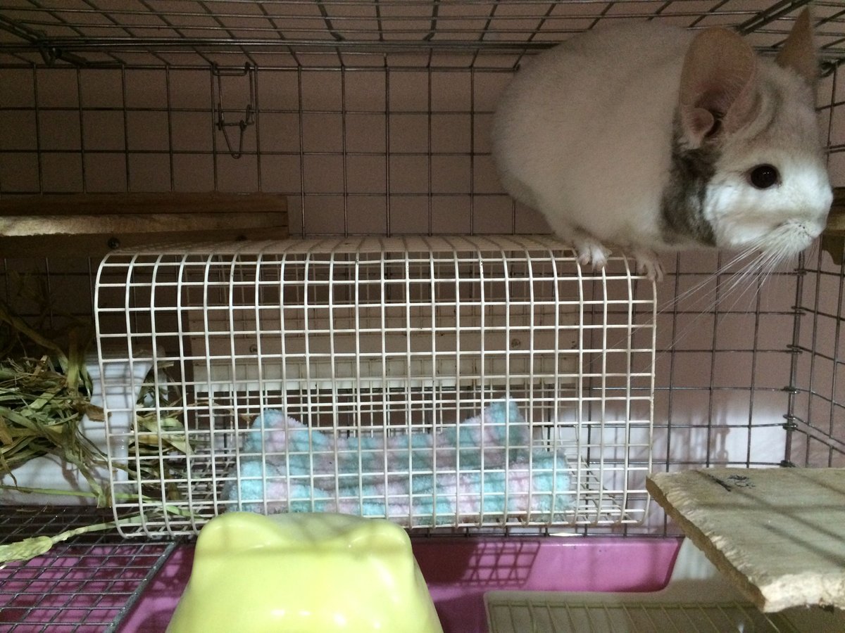 メッシュトンネル L | Royal Chinchilla Online Shop