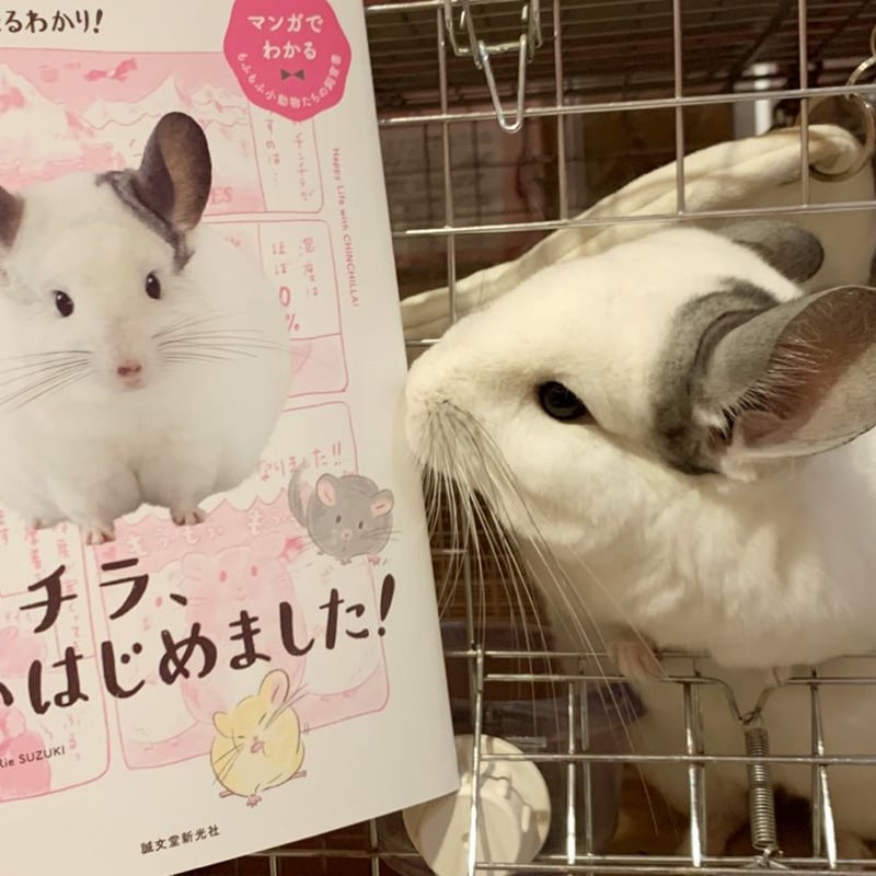 老若男女問わず読める新しいカタチの飼育書】『チンチラ、飼い 老若男女問わず読める新しいカタチの飼育書】『チンチラ、飼い