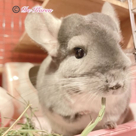 ＜SMALL PET SELECT＞プレミアムウルトラソフトチモシー 425g