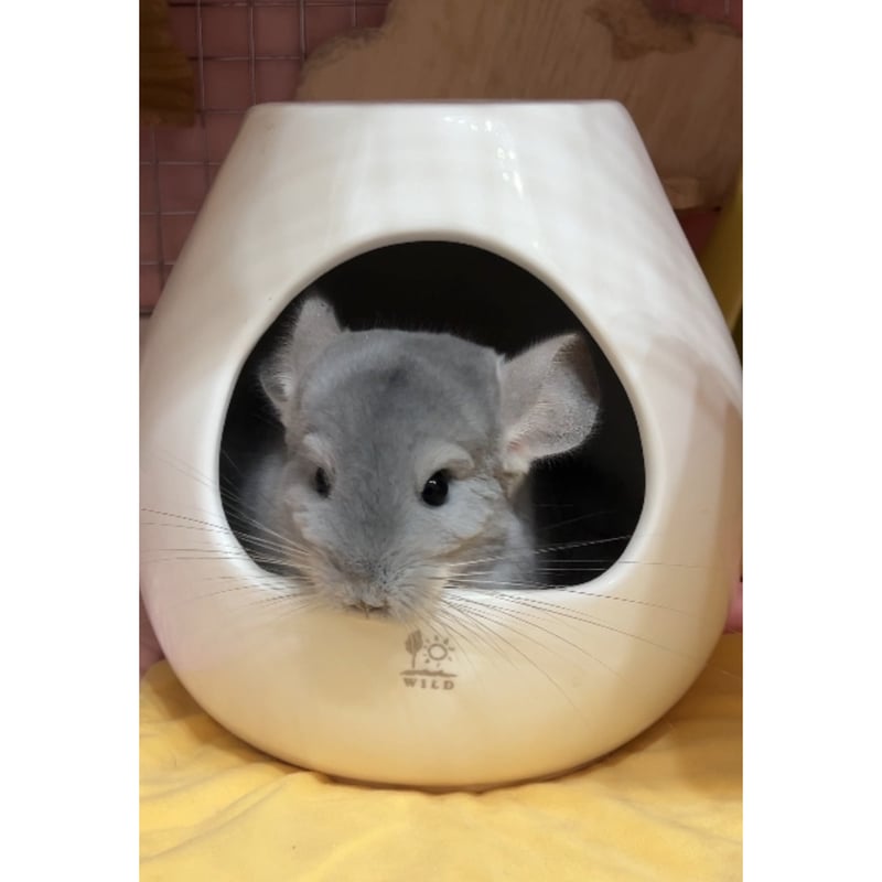 大人気！砂あびツボ！》サンコー ポットハウス（L） | Royal