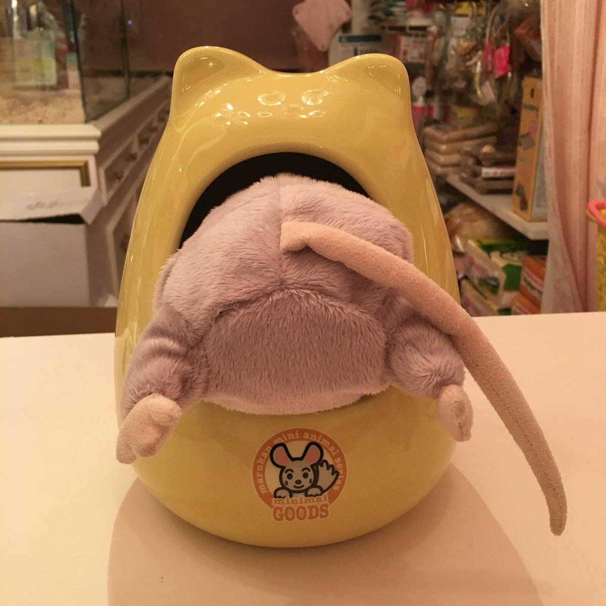 ✿✿✿なおチンページ✿✿✿ マルカン チンチラのおへや | Royal Chinchilla Online Shop