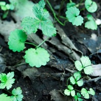 書籍・ちいさな手のひら事典「薬草」 | 伝統茶{tabel}