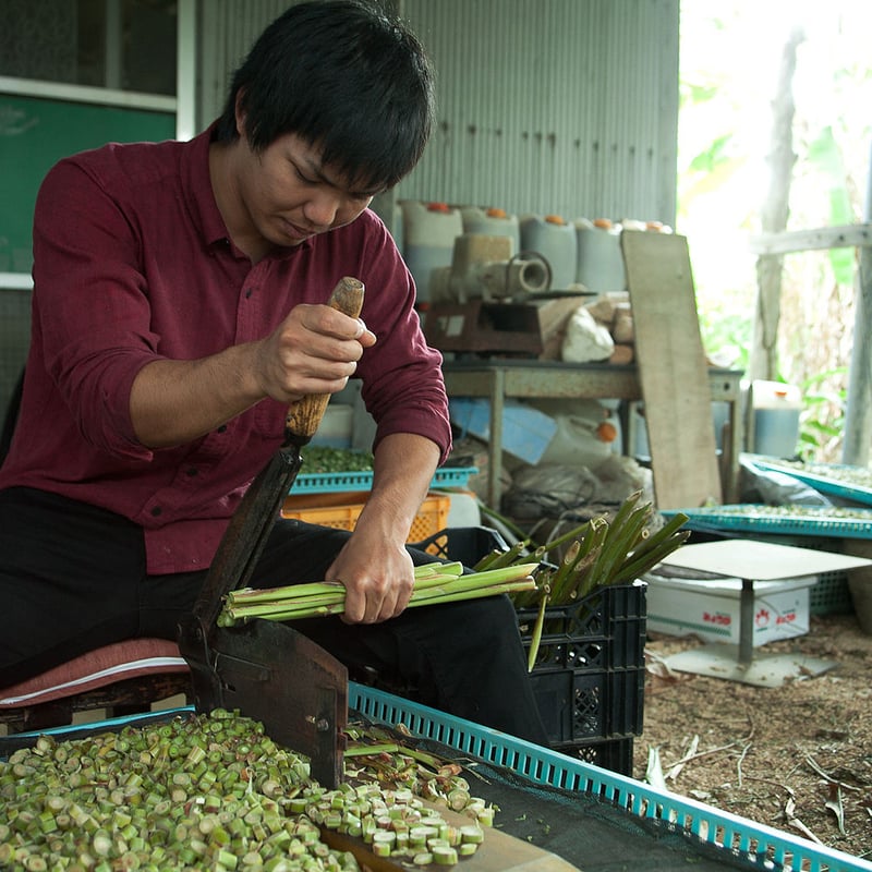 石垣島の香り華やか月桃茶/リーフ 20g 缶 | 伝統茶{tabel}