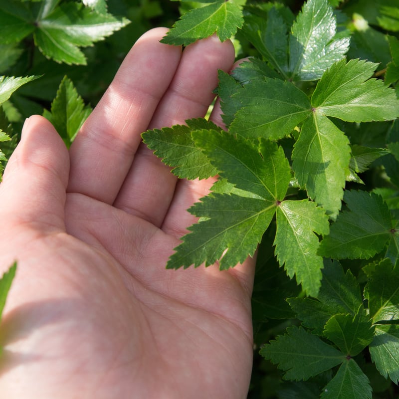 大和当帰の苗100株 大和当帰の苗100株 大和当