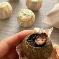 ３年熟成の宮廷茶・小青柑茶（6個入）