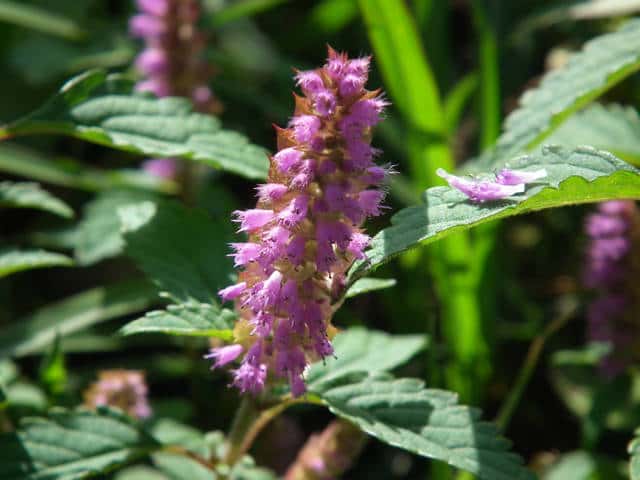 雨音と花蜜香る魔除けのお守り