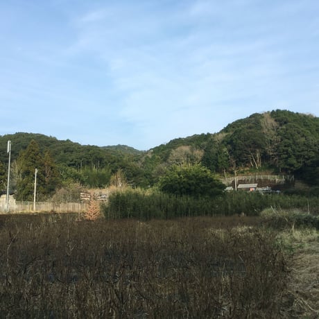 高知・黒潮町の視界すっきり花はぶ茶