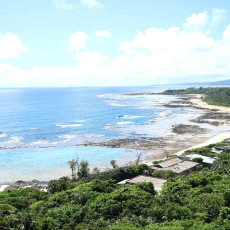 徳之島の夏越しのリセット南国グァバ茶/ティバッグ