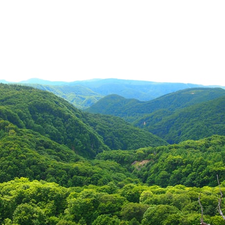 秋田の至福の休息クロモジ茶