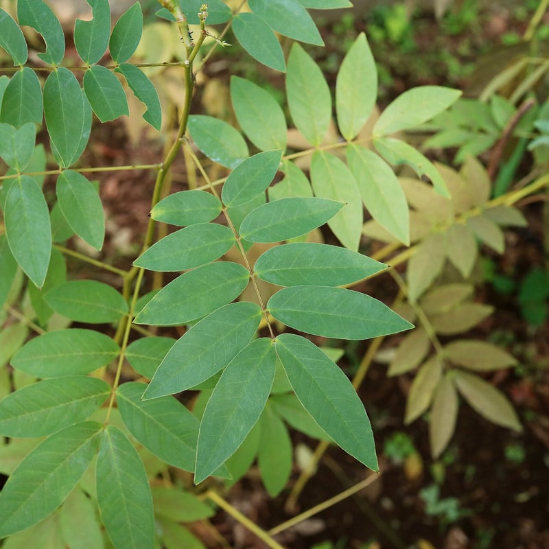 高知・黒潮町の視界すっきり花はぶ茶/リーフ 20g 缶 | 伝統茶{tabel}