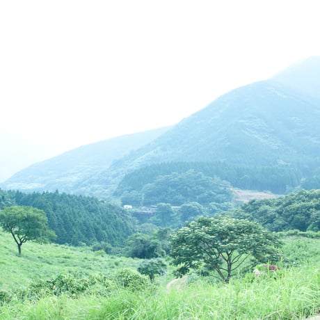 八代の日本古来のはすの葉茶/ティバッグ