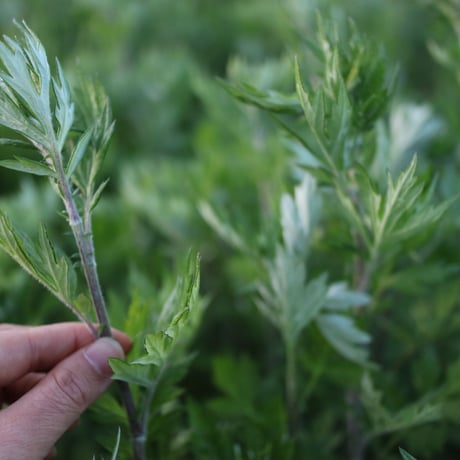 奈良の記憶のぬくもり 春摘みよもぎ茶