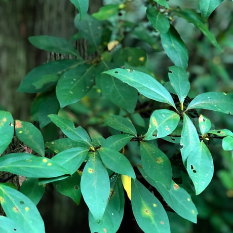 秋田の至福の休息クロモジ茶