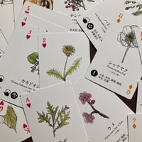 書籍・ちいさな手のひら事典「薬草」 | 伝統茶{tabel}