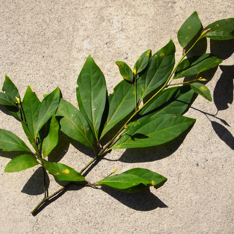 秋田の至福の休息クロモジ茶/リーフ 20g | 伝統茶{tabel}