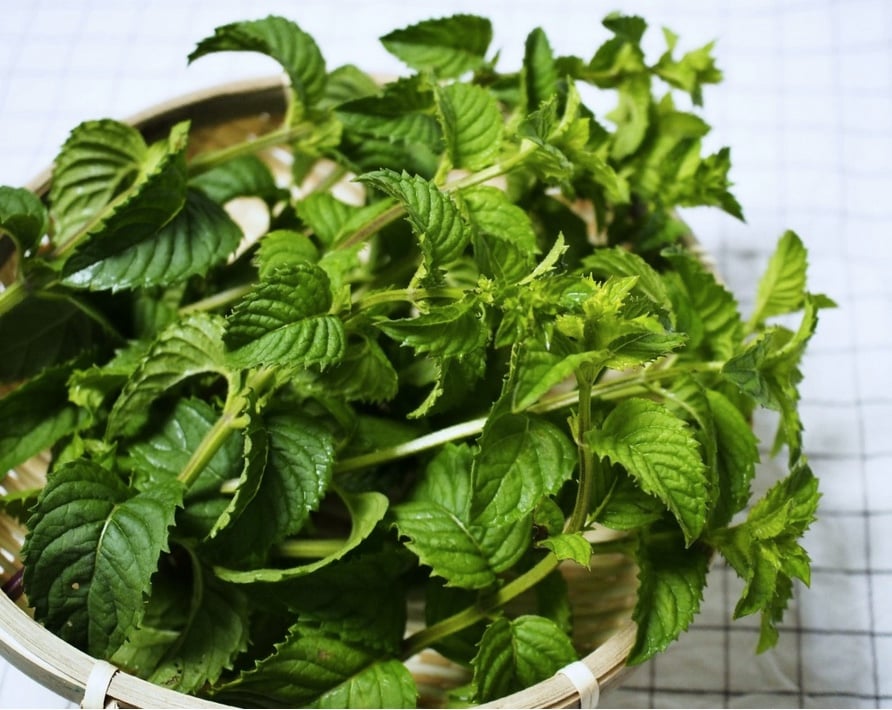 炎天と涼感あふれる和薄荷茶