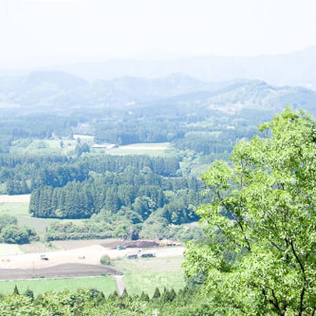 霧島のカキドオシとハトムギ茶