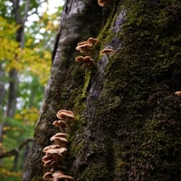天然きのこ（500g）　Edible Wild Mushrooms