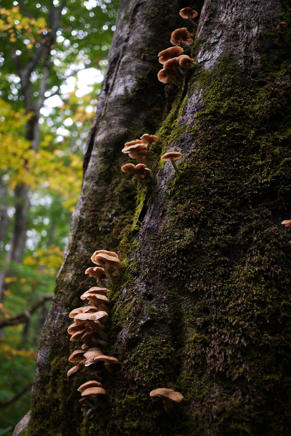 天然きのこ（200g） Edible Wild Mushrooms | 日知舎