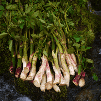 天然山菜（800g）　Edible Wild Plants