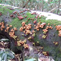 天然きのこ（200g） Edible Wild Mushrooms | 日知舎