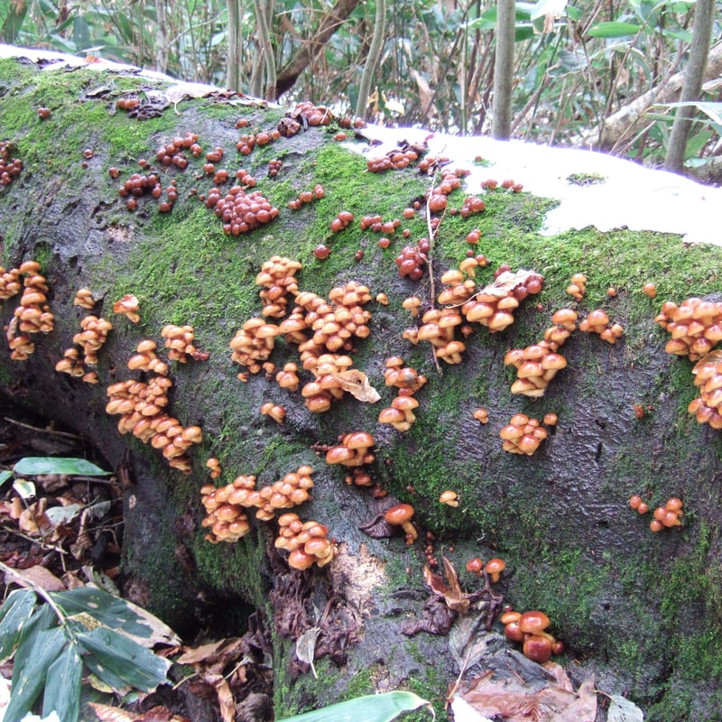 天然きのこ(1000g) Edible Wild Mushrooms | 日知舎 天然きのこ(1000g) Edible Wild Mushrooms | 日知舎