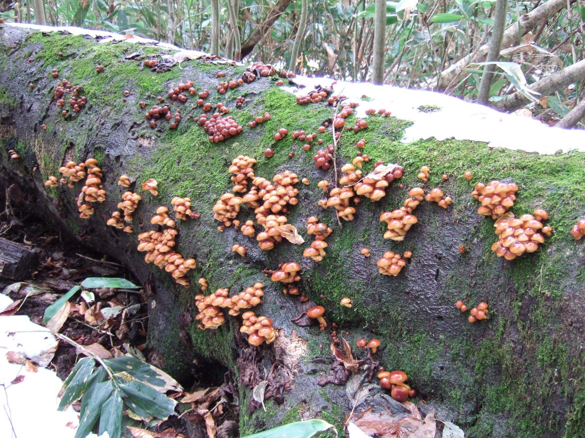 天然きのこ（1000g） Edible Wild Mushrooms | 日知舎