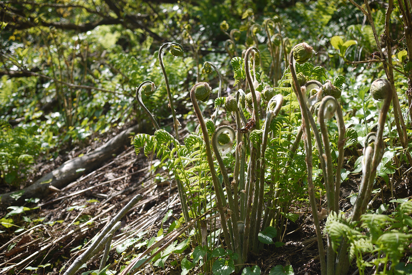 天然山菜（800g） Edible Wild Plants | 日知舎