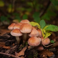 天然きのこ（1000g） Edible Wild Mushrooms | 日知舎