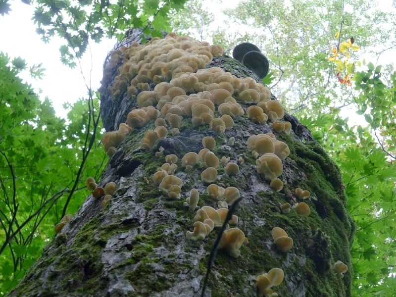天然きのこ（200g） Edible Wild Mushrooms | 日知舎