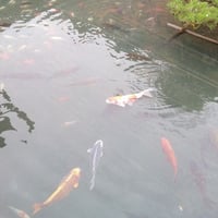 ●FAX  ( 0957-32-4348 )でもご注文承っております。