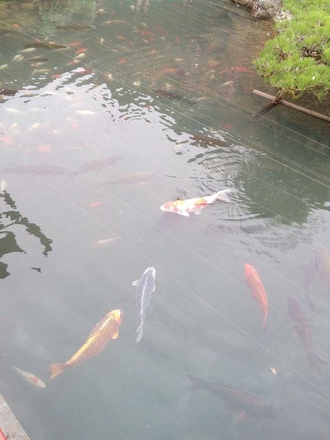 ○FAX ( 0957-32-4348 )でもご注文承っております。 | 高品質低価格の