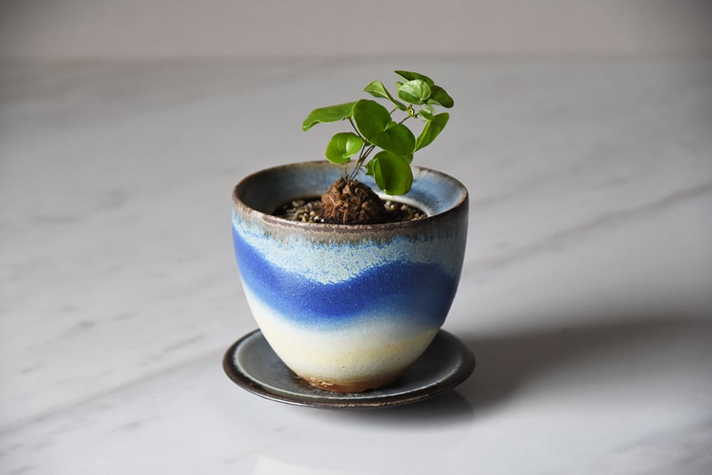 thha_ ザー pod ザーポッド Y鉢 thha ザーpod ザーポッド Y鉢 陶器