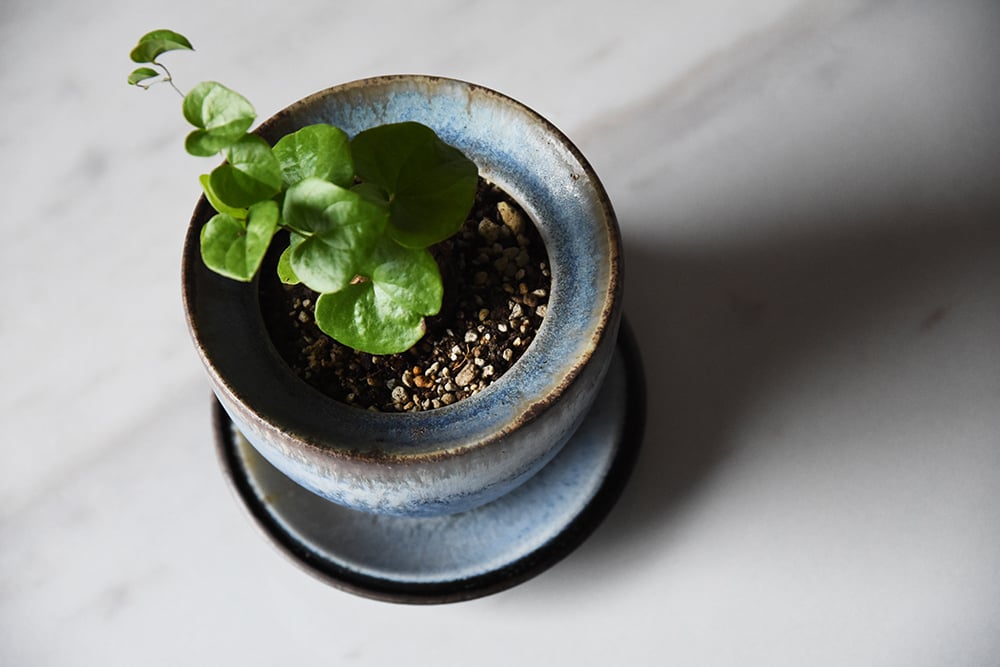 丹波焼 雅峰窯 LUFTオリジナル プランターポット｜Tamba pottery gahoug
