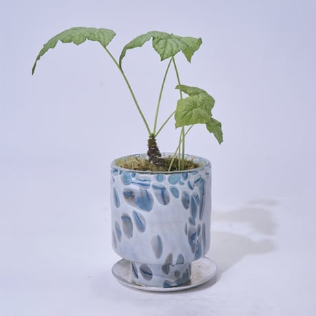 DGガラスステップポット＆ソーサー 植木鉢 ガラス鉢 プランターポット クリア 観葉植物 インテリアグリーン インテリア おしゃれ  ガーデニング  プランター グリーン 穴あき ガラス製