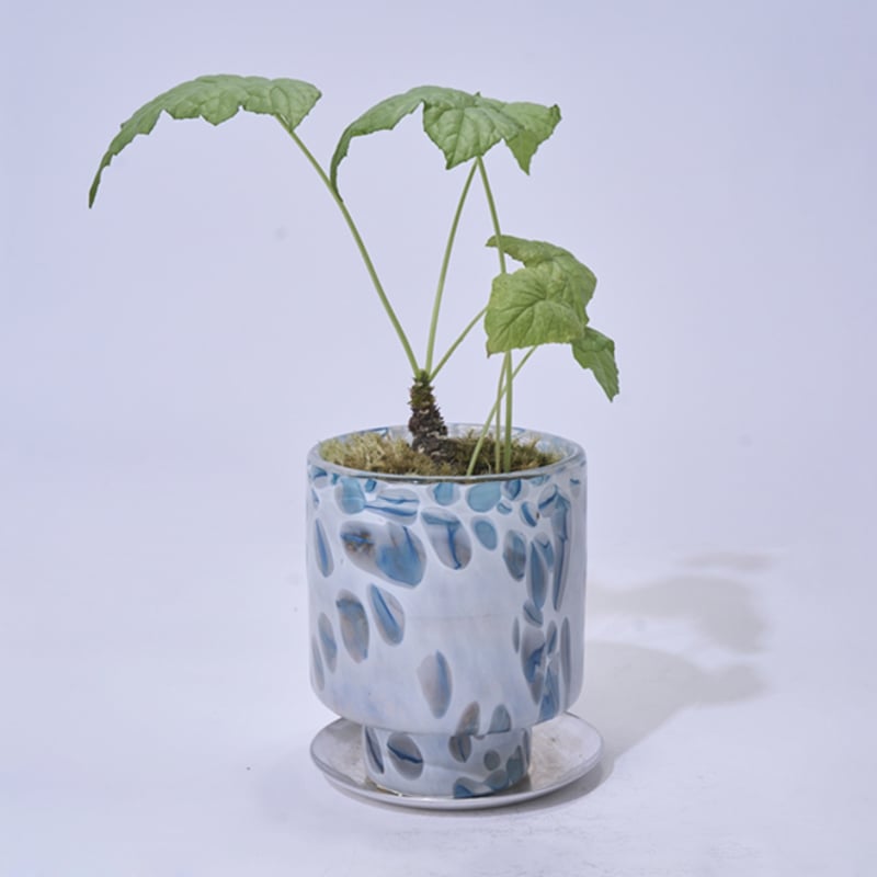 DGガラスステップポット＆ソーサー 植木鉢 ガラス鉢 プランターポット