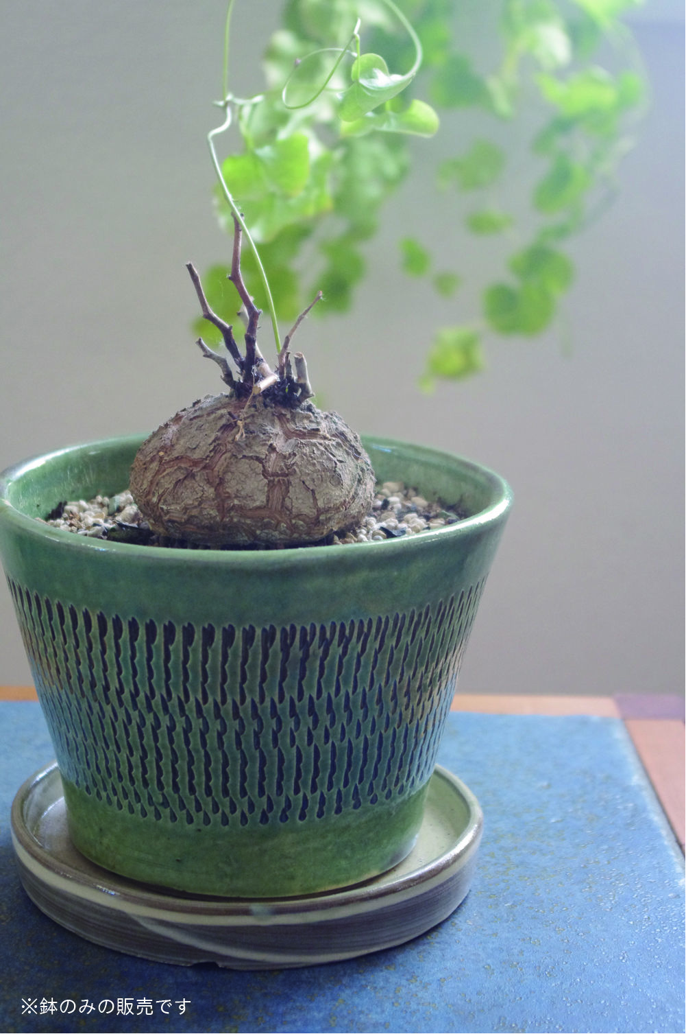 小鹿田焼飛びカンナ傘立て睡蓮鉢メダカ鉢小石原焼有田焼