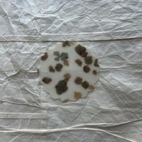 Luisa cevese  coaster 　ortensia 紫陽花