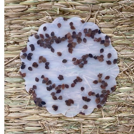 Luisacevese biscuit  そばの実 coaster