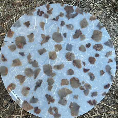 Luisa cevese  medium mat  　ortensia紫陽花