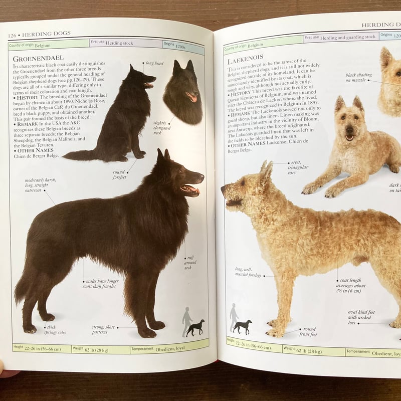 HOUND DOG パンフレット 12冊セット DOG RUN | H TOKYO ハンカチ | OLD-FASHIONED STORE