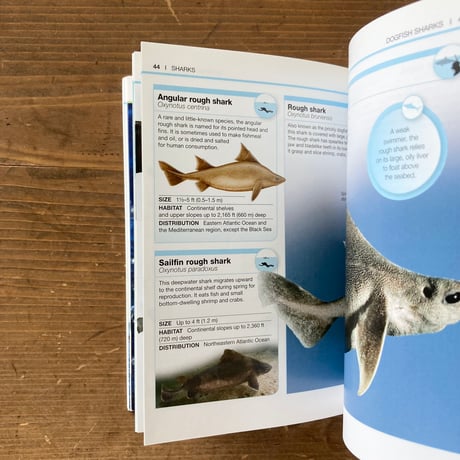 SHARKS＜Pocket Genius＞