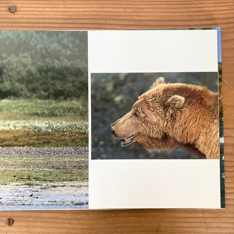 GRIZZLY グリズリー アラスカの王者ヒグマの生態 久田雅夫写真集