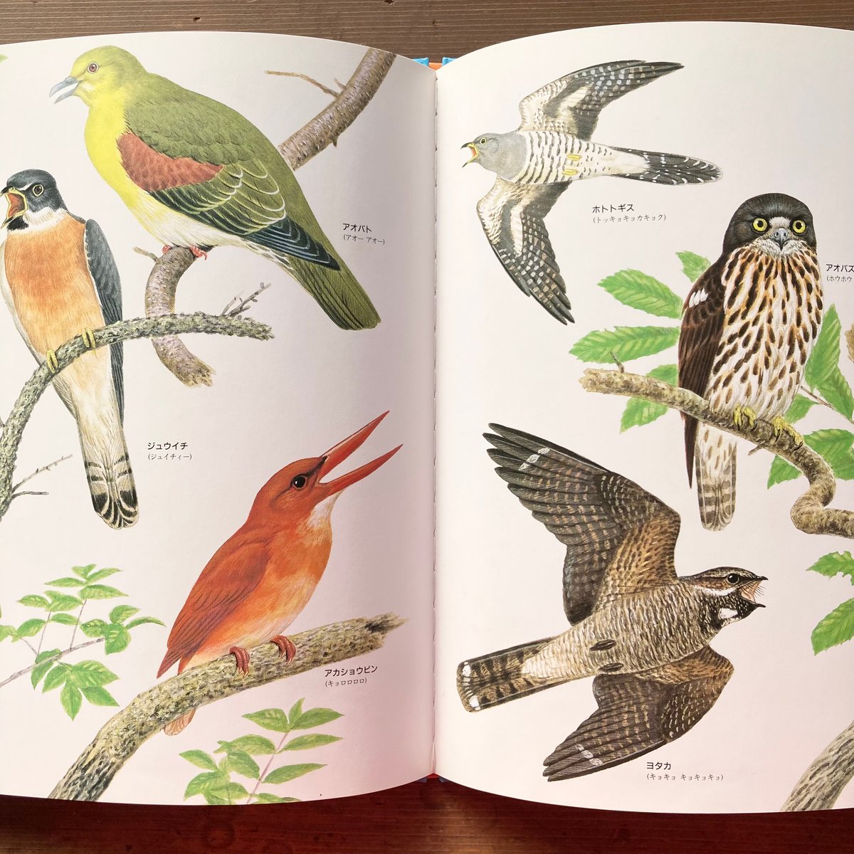 ずかんライブラリー 鳥のなき声ずかん／薮内正幸 | MILMOUNTAIN STORE